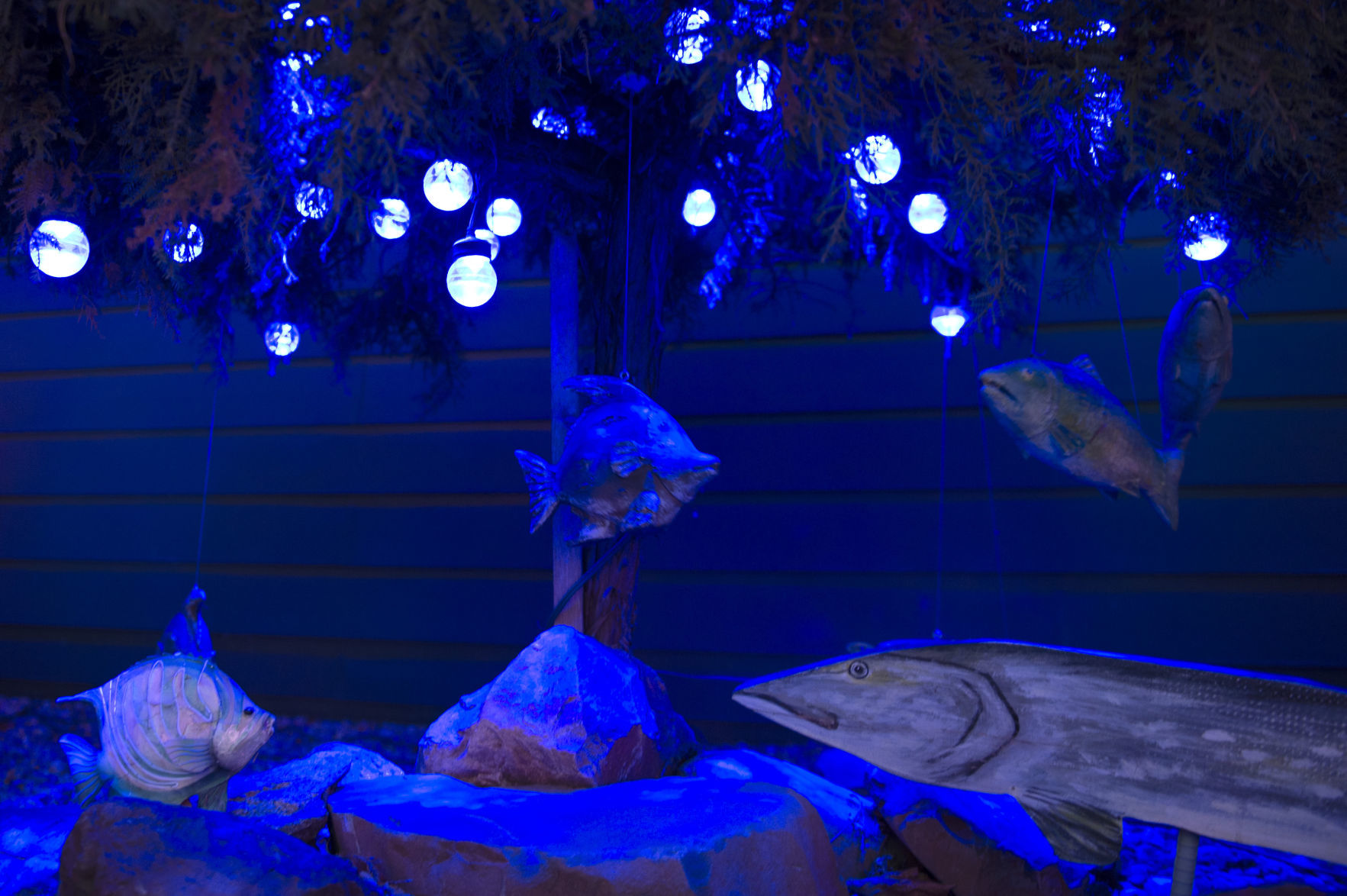 Enchanted garden, 1.8